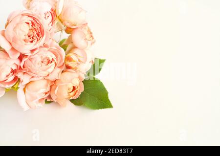 Rosa Rosen Pfingstrose juliet auf einem rosa Hintergrund. Für Text platzieren, Draufsicht. Stockfoto