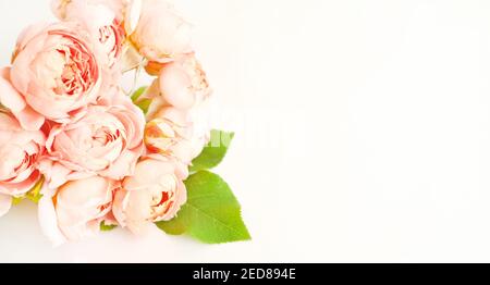 Rosa Rosen Pfingstrose juliet auf einem rosa Hintergrund. Für Text platzieren, Draufsicht. Stockfoto