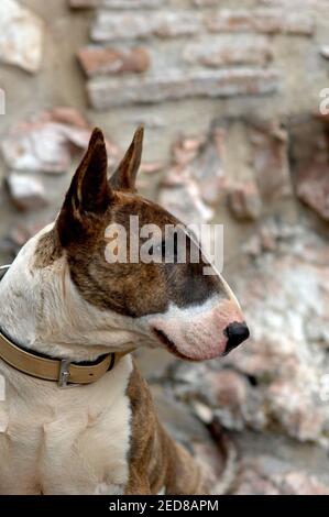 Ein Nahaufnahme-Profilbild eines gestromten und weißen Stiers terrier Hund im Halsband mit Pfoten über einer Wand Stockfoto