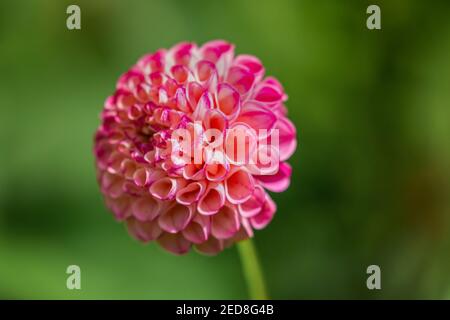 Nahaufnahme einer rosa, wunderschön gemusterten Dahlia-Blume in Blüte, aufgenommen im Biddulph Grange Garden National Trust, Staffordshire, England, Großbritannien Stockfoto