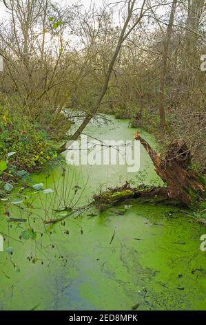 Grean Alage Auf Stagnant River Mit Himmel Stockfoto