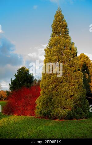 Tannenbaum Neben Red Bush Im Park Stockfoto