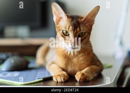 Porträt einer Abessinier Katze zu Hause. Cute Kätzchen ruht auf dem Desktop Stockfoto