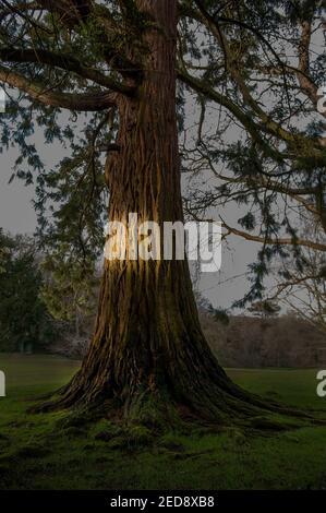 Lichtschnücken auf einem großen dunklen Baum in der Dämmerung Stockfoto