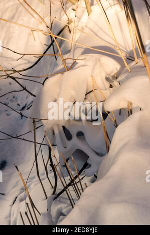 Bild von toter Schilf stochend durch den Schnee in der Wintersonne Stockfoto