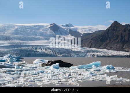 Fjallsarlon Eisberglagune und Fjallsjokull Glaziar in Südisland Stockfoto