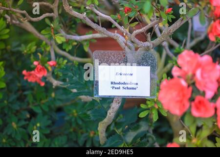 Korallenrote Azaleen blühen auf einem blühenden Baum im Frühling. Rhododendron Paul Schame und ein Baum-Informations-Whiteboard. Botanischer Garten oder Gewächshaus Stockfoto