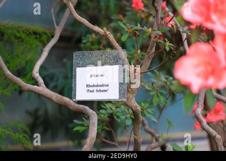 Korallenrote Azaleen blühen auf einem blühenden Baum mit gebogenen Ästen im Frühling. Rhododendron Paul Schame und ein Baum-Informations-Whiteboard. Botanisch Stockfoto