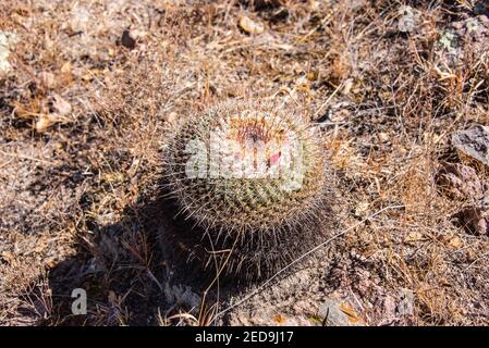 Goldener Barrel Kaktus (Echinocactus grusonii), Botanischer Garten El Charco del Ingenio, San Miguel de Allende, Guanajuato, Mexiko Stockfoto