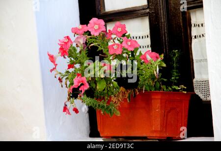 Schöne rosa Petunia Blumen in einem Topf auf der Fensterbank Stockfoto