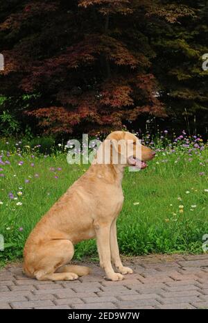 Ein vertikales Porträt eines großen Chesapeake Bay Retriever Hundes Sitzen auf einem Gartenweg Stockfoto