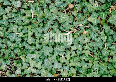 Nahaufnahme eines Teppichs aus Efeu-Blättern auf dem Boden mit Zweigen und trockenen Blättern. Stockfoto