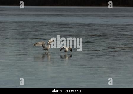 Ringschnabelmöwen (Larus delawarensis) mit ausgestreckten Flügeln auf gefrorenem See, Burke Lake Park, VA Stockfoto