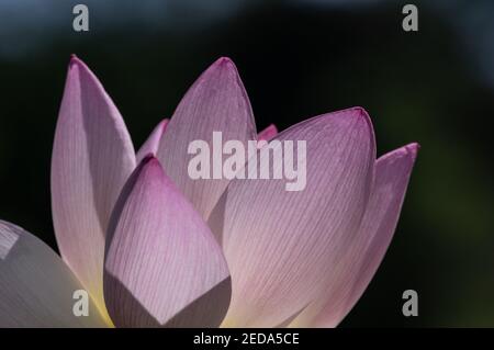 Beleuchtete indische heilige Lotusblume, Kenilworth Aquatic Gardens, Washington, DC Stockfoto