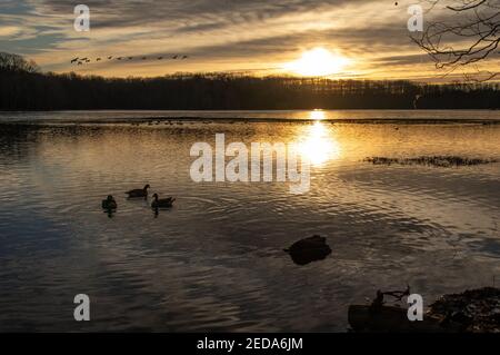 Winter Sonnenaufgang im Burke Lake Park, VA mit Kanada Gänse im See reflektiert Stockfoto