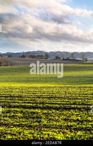 Sanfte Hügel und Felder in Little Offley, Hertfordshire, Großbritannien Stockfoto