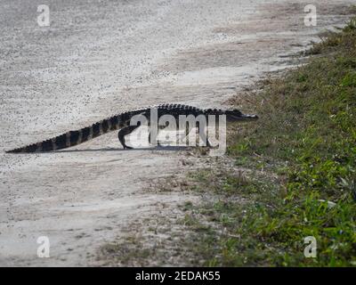 Little American Alligator überquert die Straße Stockfoto