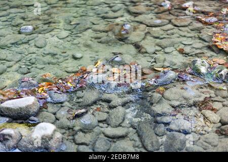 Kleiner Fluss mit grauen Steinen Stockfoto