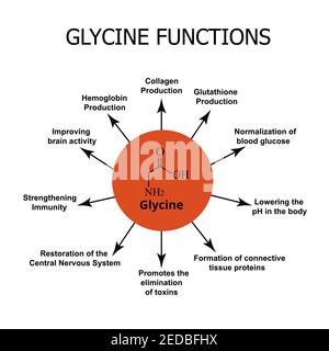 Die Funktionen von Glycin. Aminosäure Glycin chemische molekulare Formel. Vektorgrafik auf isoliertem Hintergrund Stock Vektor