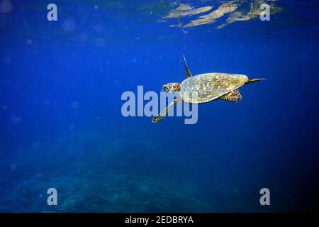 Grüne Meeresschildkröte (Chelonia mydas) unter Wasser, Fitzroy Island, Great Barrier Reef Marine Park, in der Nähe von Cairns, Queensland, Australien Stockfoto