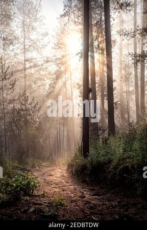 Sonne filtert durch den frühen Morgennebel in den Wäldern von Los Azubres in Michoacan, Mexiko. Stockfoto