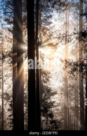 Sonne filtert durch den frühen Morgennebel in den Wäldern von Los Azubres in Michoacan, Mexiko. Stockfoto