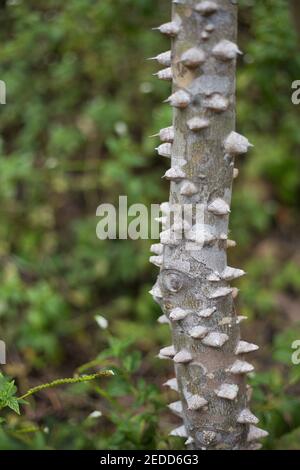 Zanthoxylum clava-herculis - hercules Clubbaum. Stockfoto