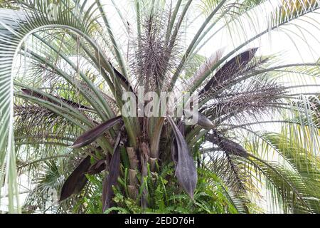 Butia capitata - pindo-Palme. Stockfoto