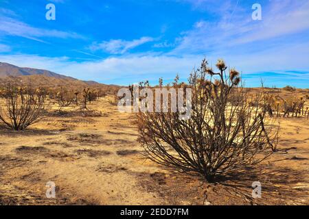 Nachwirkungen der kalifornischen Brände 2020 im Angeles National Forest. Fotos aufgenommen in der Nähe der Devils Punchbowl Wanderweg Februar 2021. Stockfoto