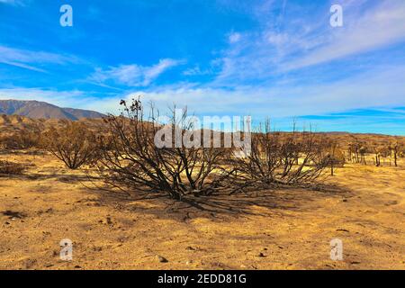 Nachwirkungen der kalifornischen Brände 2020 im Angeles National Forest. Fotos aufgenommen in der Nähe der Devils Punchbowl Wanderweg Februar 2021. Stockfoto