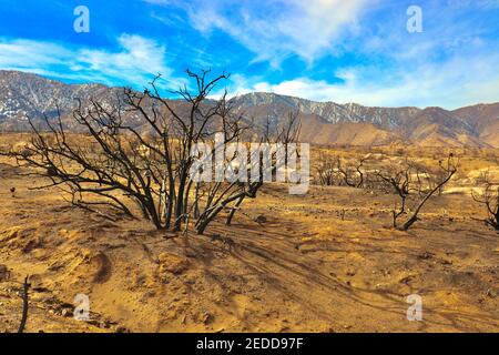 Nachwirkungen der kalifornischen Brände 2020 im Angeles National Forest. Fotos aufgenommen in der Nähe der Devils Punchbowl Wanderweg Februar 2021. Stockfoto