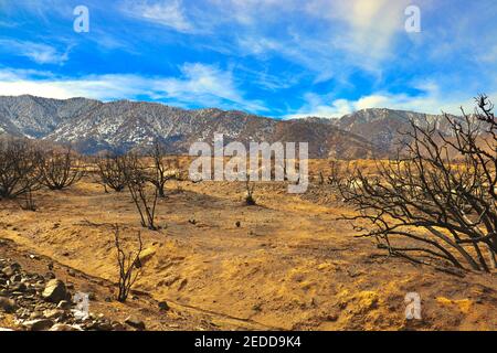 Nachwirkungen der kalifornischen Brände 2020 im Angeles National Forest. Fotos aufgenommen in der Nähe der Devils Punchbowl Wanderweg Februar 2021. Stockfoto