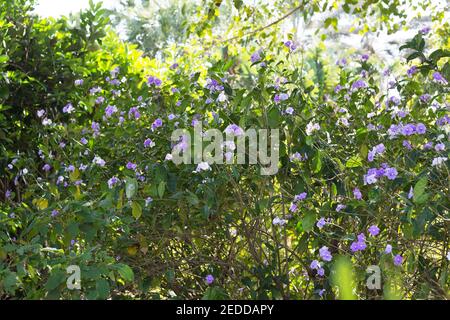 Brunfelsia pauciflora - gestern heute und morgen Pflanze. Stockfoto