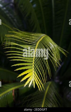 Dioon spinulosum - Giant dioon. Stockfoto