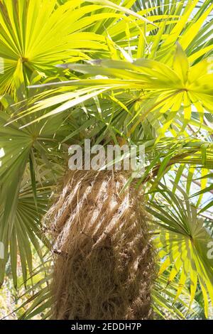 Coccothrinax crinita - alter Mann Palmenstamm, Nahaufnahme. Stockfoto