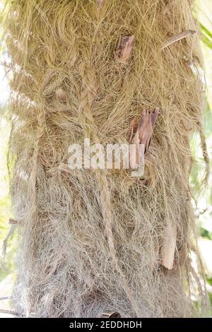 Coccothrinax crinita - alter Mann Palmenstamm, Nahaufnahme. Stockfoto