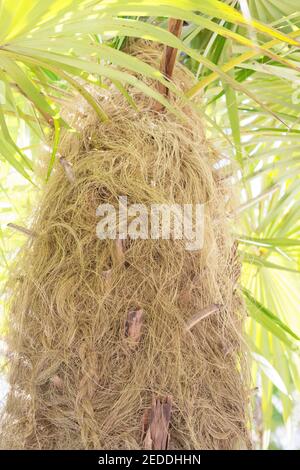 Coccothrinax crinita - alter Mann Palmenstamm, Nahaufnahme. Stockfoto
