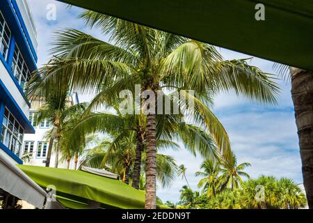 Blick auf Kokospalmen am Ocean Drive am South Beach in Miami Beach. Stockfoto