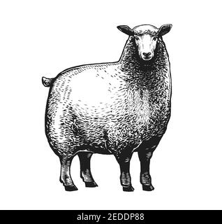 Abbildung des Schafes auf weißem Hintergrund. Handskizzierte Illustration Stock Vektor