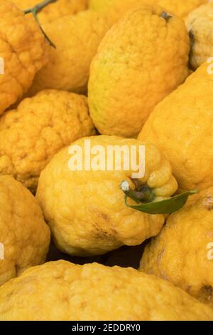 Cedro Zitronen Zitrusfrüchte Nahaufnahme auf dem Bauernmarkt in Sizilien Stockfoto