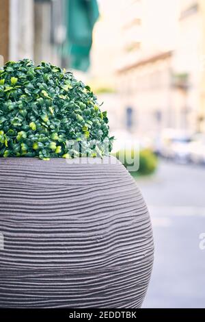 Outdoor-Pflanze mit grünen runden Busch mit verschwommenem Hintergrund der Stadt Straße. Dekoratives Gras in Steintopf, Gartenarbeit im europäischen Stil Stockfoto