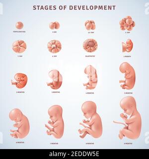 Set von isolierten dekorative Symbole, die Stadien der menschlichen embryonalen Entwicklung mit Periodenabklärung in Monaten realistische Vektordarstellung Stock Vektor