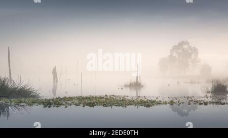 Nebliger Morgen am Teich in den Buffalo Mountains Stockfoto