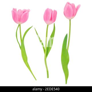 Frühlingsblumen. Rosa Tulpen isoliert auf weißem Hintergrund. Verschiedene Tulpen Stockfoto