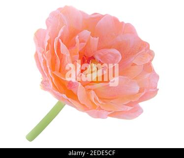 Eine schöne Blume auf weißem Hintergrund isoliert. Frische Frühlingsblume Draufsicht, Makro Stockfoto
