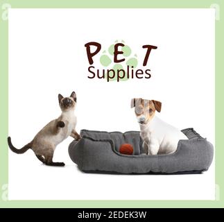 Text 'Pet Supplies' und niedliche Katze mit Hund auf weiß Hintergrund Stockfoto