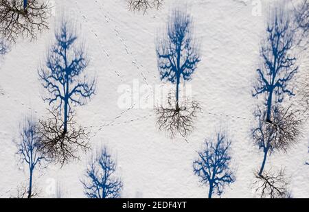 11. Februar 2021, Sachsen-Anhalt, Wörlitz: Die Obstbäume eines Wiesenorchestr werfen ihren Schatten in den Schnee. Aufgrund der anhaltend niedrigen Temperaturen bleibt der Winter noch einige Tage. (Luftaufnahme mit Drohne) Foto: Jan Woitas/dpa-Zentralbild/ZB Stockfoto