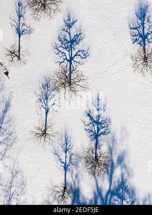 11. Februar 2021, Sachsen-Anhalt, Wörlitz: Die Obstbäume eines Wiesenorchestr werfen ihren Schatten in den Schnee. Aufgrund der anhaltend niedrigen Temperaturen bleibt der Winter noch einige Tage. (Luftaufnahme mit Drohne) Foto: Jan Woitas/dpa-Zentralbild/ZB Stockfoto