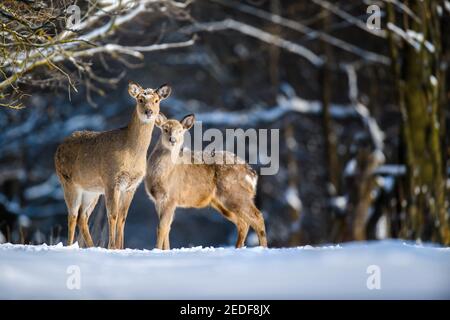 Rehe im Winterwald. Tier in natürlichen Lebensraum. Wildtierszene Stockfoto