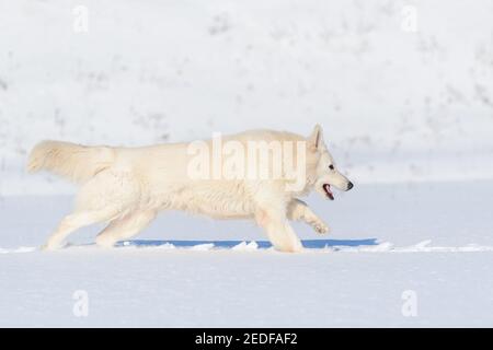 White Swiss Shepherd Hund läuft auf Schnee im Winter Stockfoto